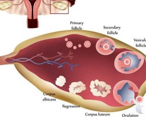 北京供卵代怀收费|2024北京可以做供卵试管婴儿的私立医院有哪些？附北京供卵