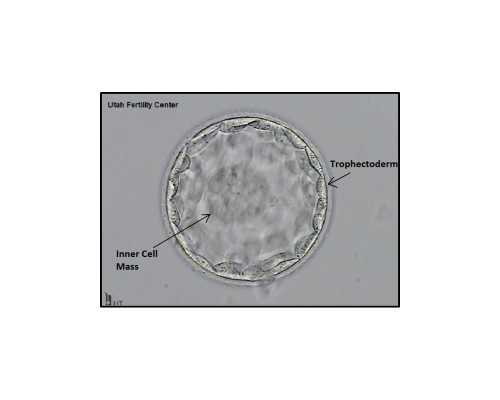 北京三代供卵试管套餐|北京助孕公司-北京三代试管医院