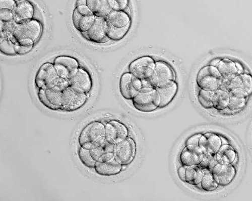 北京哪些私立妇产医院提供试管婴儿服务？?,为什么北京一些口腔医院都不给孕