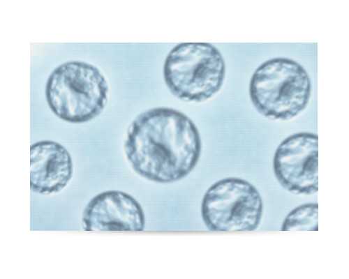 北京靠谱代孕网站,北京公立医院三代试管费用[北京三代试管包生儿子]