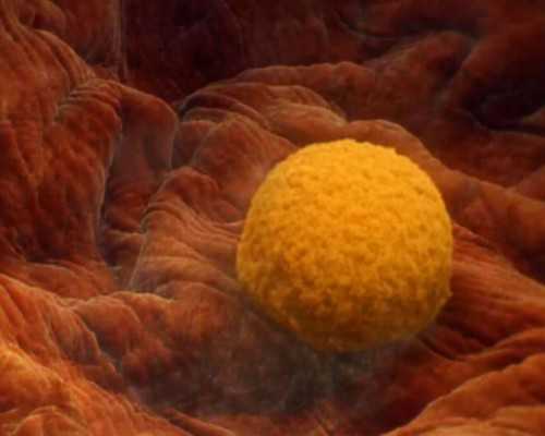 北京借卵子包男孩,北京供卵试管公司，北京试管婴儿流程