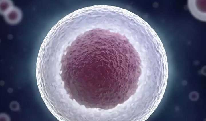 海淀借卵代怀要多少钱_导致男性无法生育的原因 分享试管婴儿的过程